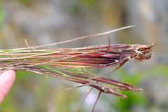 Schoenus cuspidatus