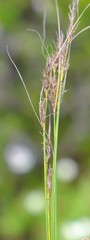 Schoenus cuspidatus