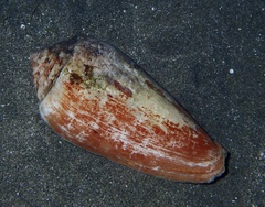 Conus juliaallaryae
