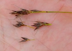 Schoenus cuspidatus