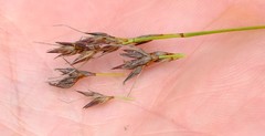 Schoenus cuspidatus