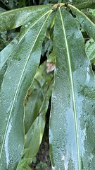 Alpinia kawakamii