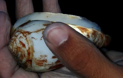 Conus juliaallaryae