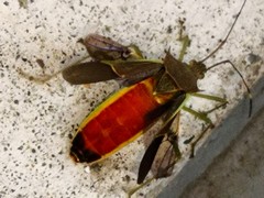 Paradasynus spinosus