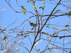 Polioptila nigriceps