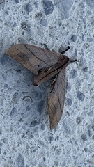 Marumba cristata bukaiana