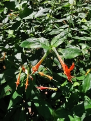 Cuphea appendiculata