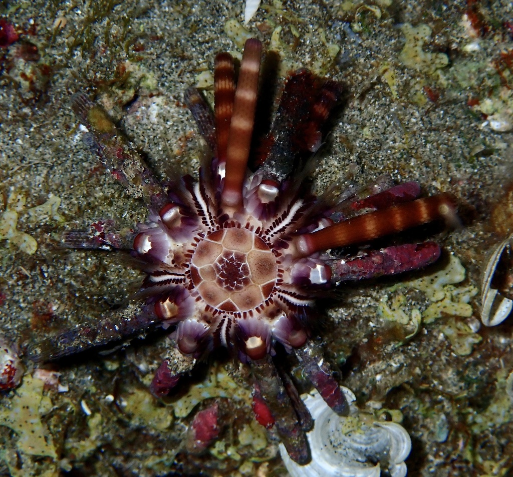 Ten-lined Urchin