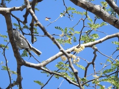 Polioptila nigriceps