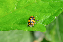 Cryptocephalus trifasciatus