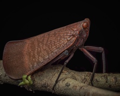 Scamandra