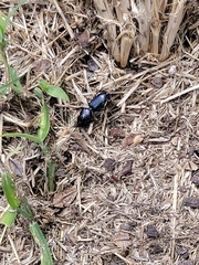 Coleoptera