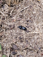 Coleoptera