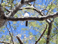 Polioptila nigriceps