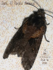 Cryptaspasma