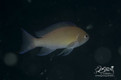 Pseudanthias rubrizonatus