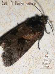 Cryptaspasma