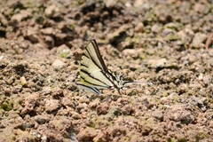 Protesilaus protesilaus