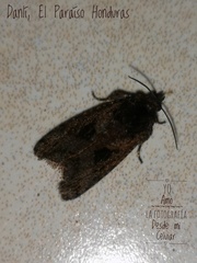 Cryptaspasma