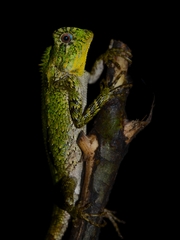 Gonocephalus kuhlii