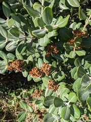 Metrosideros excelsa