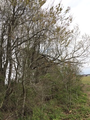 Acer rubrum drummondii