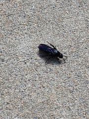 Hymenoptera