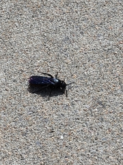 Hymenoptera