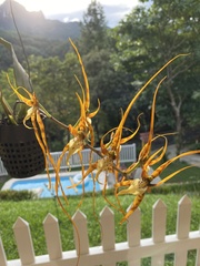 Brassia arcuigera