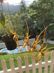 Brassia arcuigera