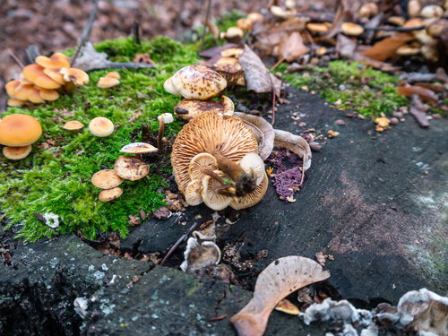 Ugniabudė nuotrauka