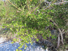 Maytenus phyllanthoides