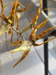 Brassia arcuigera