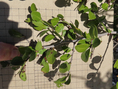 Maytenus phyllanthoides