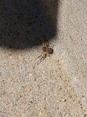 Xysticus