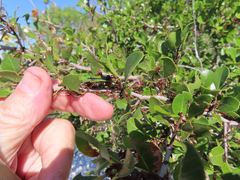 Maytenus phyllanthoides