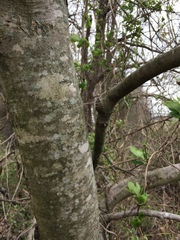 Acer rubrum drummondii