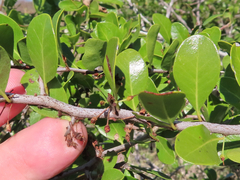 Maytenus phyllanthoides