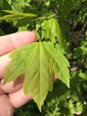 Acer rubrum drummondii