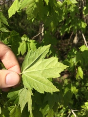 Acer rubrum drummondii