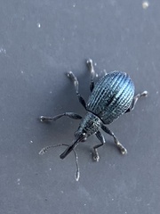 Ischnopterapion virens