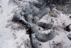Oreocereus hempelianus