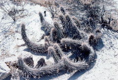 Haageocereus platinospinus