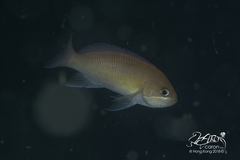 Pseudanthias rubrizonatus