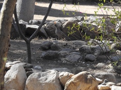 Callipepla douglasii