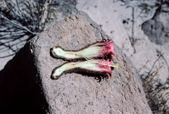 Weberbauerocereus weberbaueri