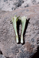 Weberbauerocereus weberbaueri