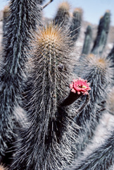 Weberbauerocereus weberbaueri