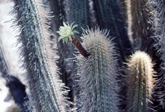 Weberbauerocereus weberbaueri