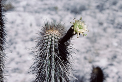 Weberbauerocereus weberbaueri